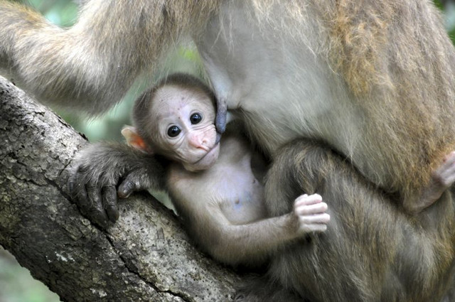 Im immergrünen Bergwald Thailands wird ein Assammakakenjunges von der Mutter gesäugt. Foto: Andreas Berghänel