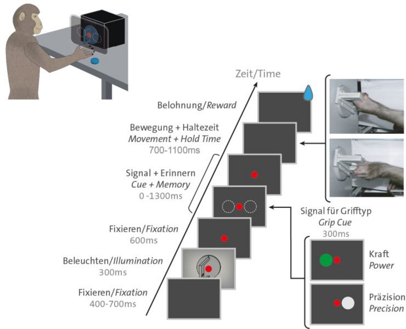 Signale auf dem Monitor zeigen an, welche Bewegungen ausgeführt werden sollen. Zunächst soll das Tier den roten Kreis in der Mitte anschauen (Fixationspunkt). Ein grüner Kreis kündigt dann einen Kraftgriff an, ein weißer Kreis einen Präzisionsgriff. Dieser darf jedoch erst dann ausgeführt werden, wenn der rote Kreis erlischt. Dies geschieht entweder sofort oder nach einer Wartezeit von Null bis 1300 Millisekunden. Für jede richtige Bewegung wird das Tier mit einem Tropfen Fruchtsaft belohnt. Abbildung: Benjamin Dann