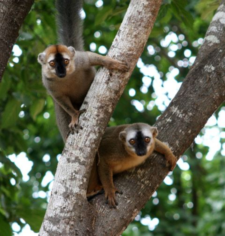 Zwei Rotstirnmakis (Eulemur rufifrons) auf einem Baum. Foto: Claudia Fichtel