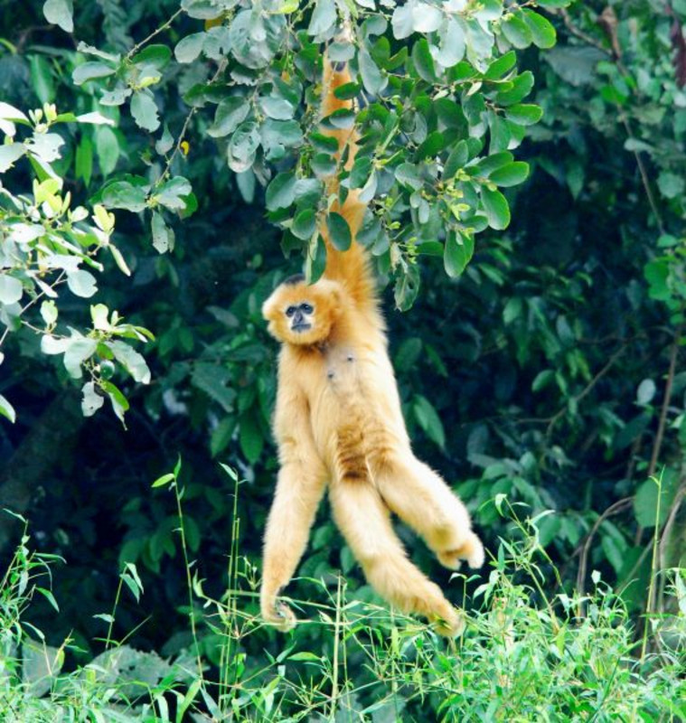 Ein markantes Merkmal der Gibbons ist das Schwinghangeln von Baum zu Baum. Gene, die für die Ausbildung längerer Arme oder stärkere Muskeln wichtig sind, konnten als positiv selektiert identifiziert werden. Foto: Tilo Nadler