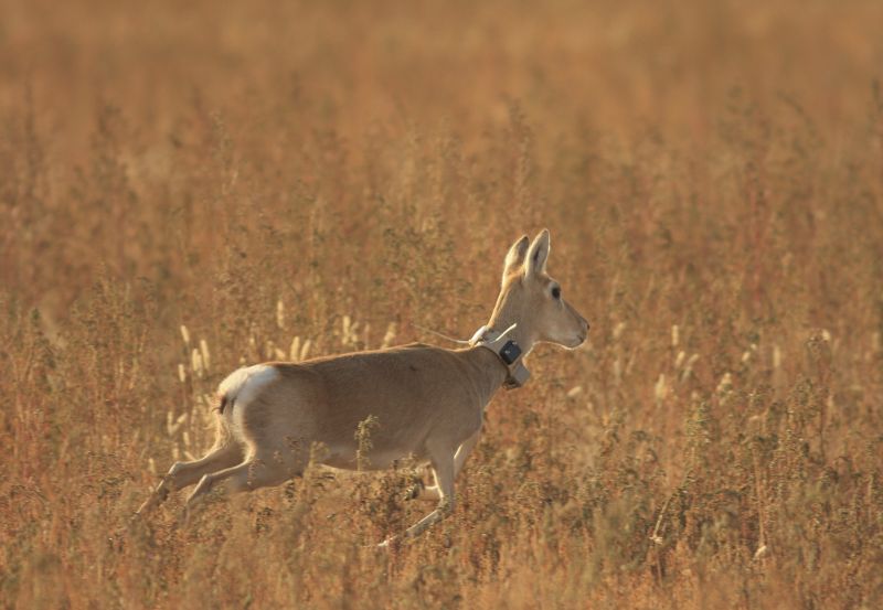 Um die Bewegungen von Säugetieren rund um den Globus zu verfolgen, statteten die Forscher 803 Individuen aus 57 Arten mit GPS-Sendern aus. Foto: Thomas Müller/Senckenberg