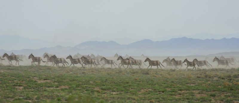 Die Tiere laufen die Hälfte oder sogar nur ein Drittel der Strecke, die Säugetiere in der unberührten Natur absolvieren. Foto: Petra Kaczensky/Senckenberg Die Tiere laufen die Hälfte oder sogar nur ein Drittel der Strecke, die Säugetiere in der unberührten Natur absolvieren. Foto: Petra Kaczensky/Senckenberg