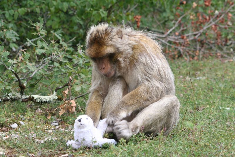 Ein Berberaffe (Macaca sylvanus) mit einem Spielzeug im Affenpark „La Forêt des Singes" in Rocamadour, Frankreich.. Foto: Laura Almeling