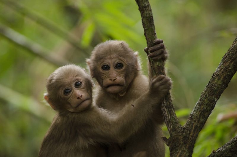 Zwei junge Assammakaken im nordöstlichen Bergwald Thailands. Foto: Kittisak Srithorn