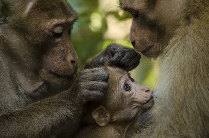 Dem säugenden Assammakakenjungen wird gleichzeitig das Fell gepflegt. Foto: Kittisak Srithorn