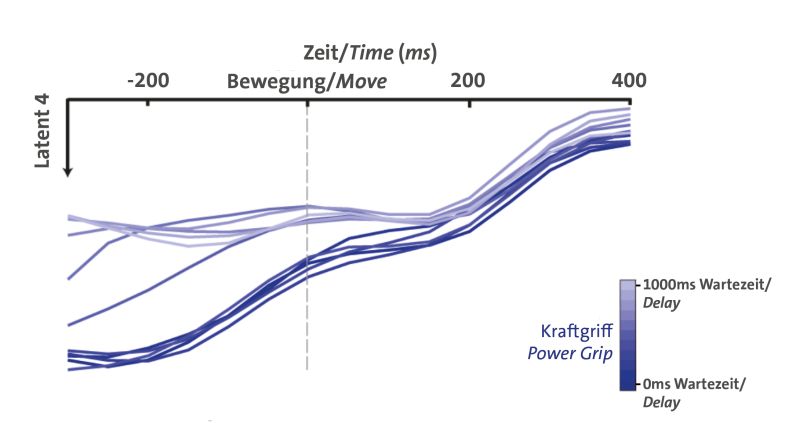 Diese Abbildung zeigt die Aktivität von Nervenzellengruppen im Gehirn bei der Ausführung eines Kraftgriffs. Während der Planungsphase unterscheiden sich die Aktivitätsmuster abhängig von der Wartezeit (hellblau: lange Wartezeit, dunkelblau: kurze War Diese Abbildung zeigt die Aktivität von Nervenzellengruppen im Gehirn bei der Ausführung eines Kraftgriffs. Während der Planungsphase unterscheiden sich die Aktivitätsmuster abhängig von der Wartezeit (hellblau: lange Wartezeit, dunkelblau: kurze Wartezeit), während der Ausführung der Bewegung gibt es keine signifikanten Unterschiede. Abbildung: Benjamin Dann, CC-BY-NC-ND 4.0 International license