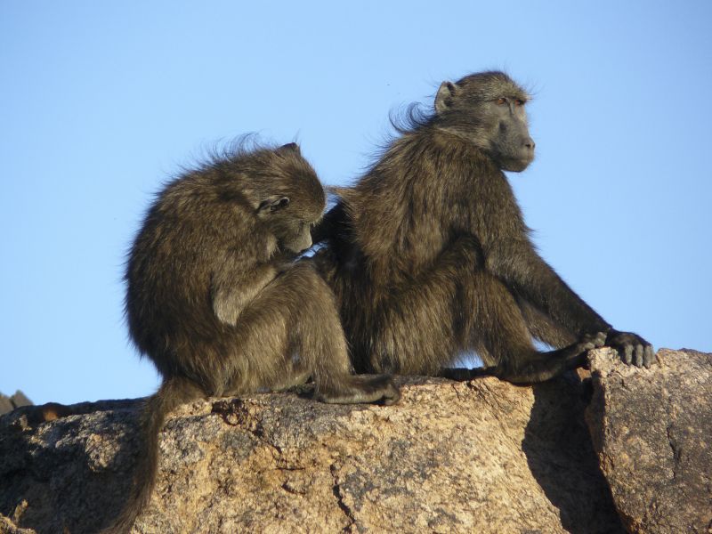Zwei Bärenpaviane (Papio ursinus) im Augrabies Falls Nationalpark, Südafrika. Foto: Dana Pfefferle Zwei Bärenpaviane (Papio ursinus) im Augrabies Falls Nationalpark, Südafrika. Foto: Dana Pfefferle