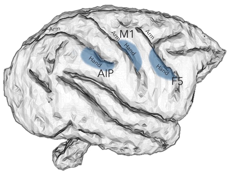 Primate Cognition Fine motor skills for robotic hands