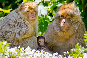 barbary macaques